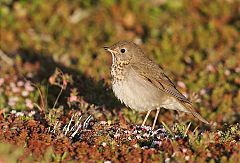 Gray-cheeked Thrush